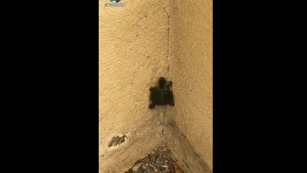 Baby Turtle - Sputnik International