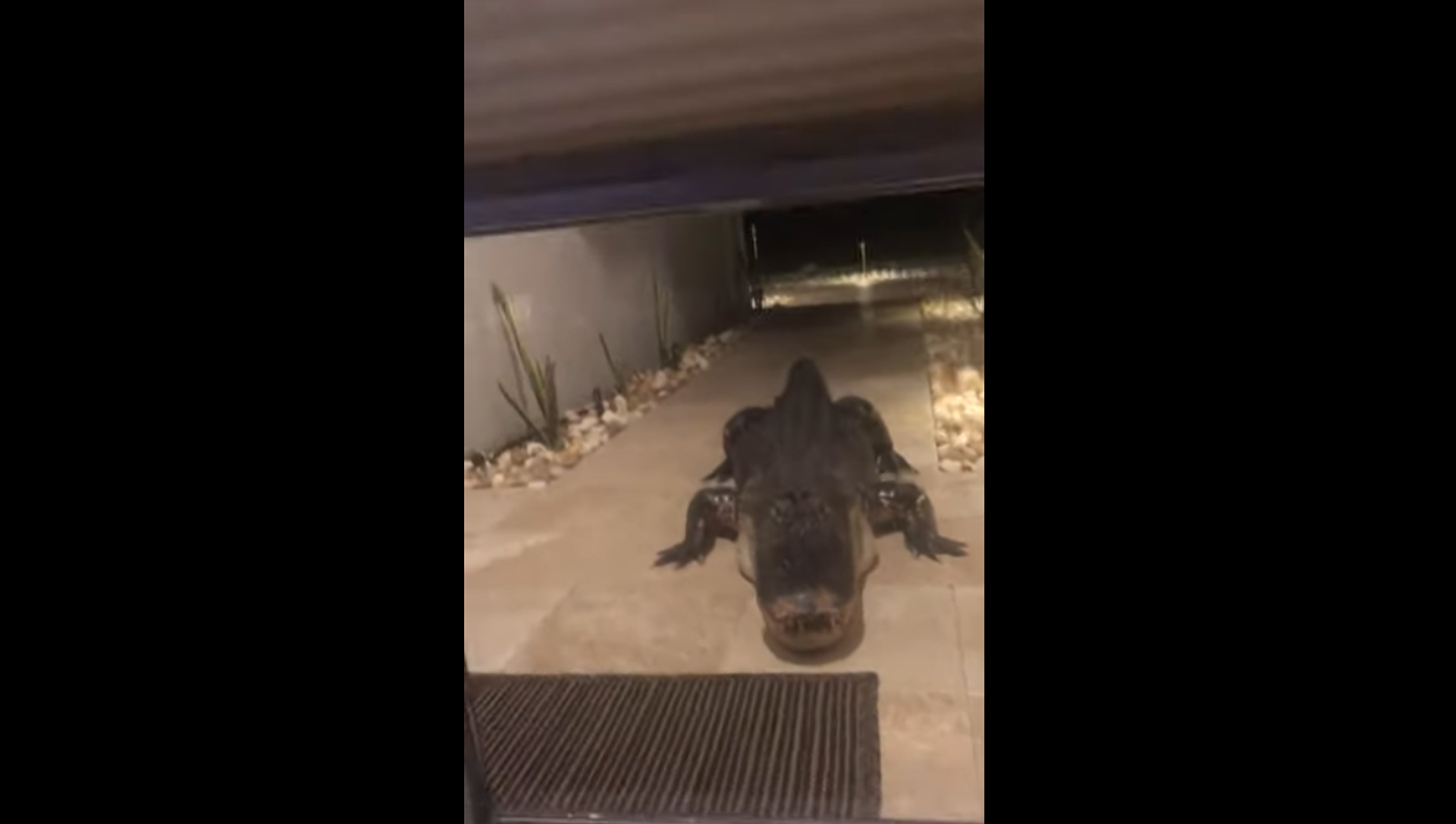 Alligator outside the door Alligator outside the door - Sputnik International, 1920, 05.05.2021