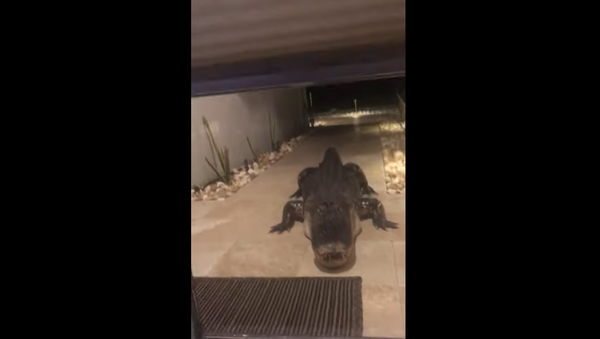 Alligator outside the door - Sputnik International
