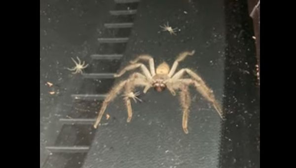 Huntsman spider and its babies - Sputnik International