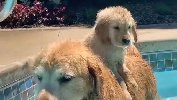 Golden retrievers - Sputnik International