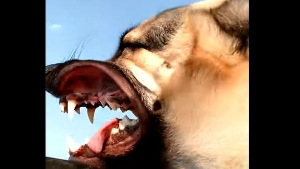 German shepherd - Sputnik International