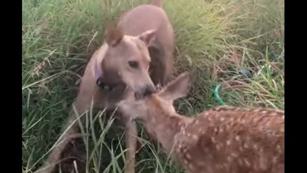 Puppy and deer - Sputnik International