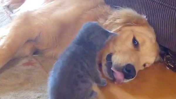 Golden retriever and kitten - Sputnik International