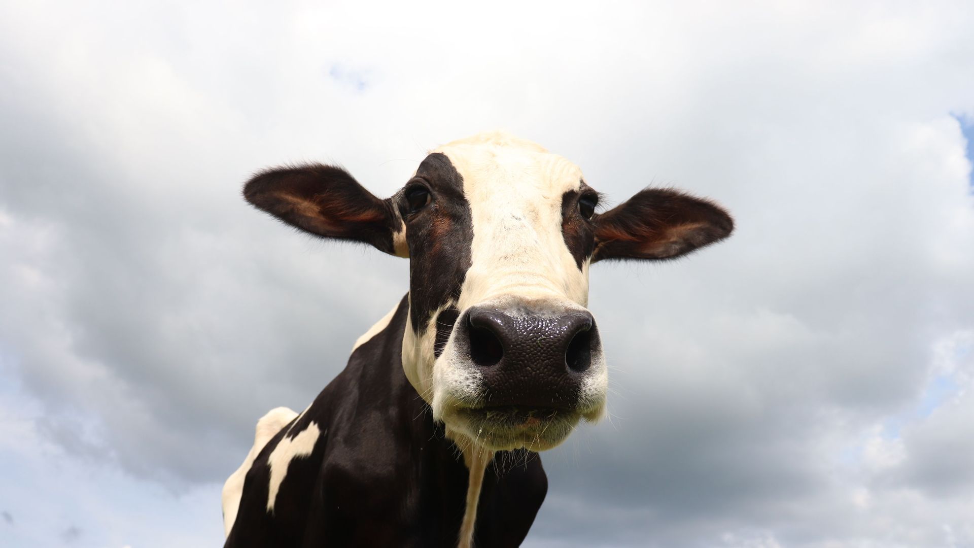 PETA India rescued a cow and named it Kim 'Kowdashian' to honour reality show star Kim Kardashian for her contribution to animal protection. PETA India rescued a cow and named it Kim 'Kowdashian' to honour reality show star Kim Kardashian for her contribution to animal protection. - Sputnik International, 1920, 27.04.2022