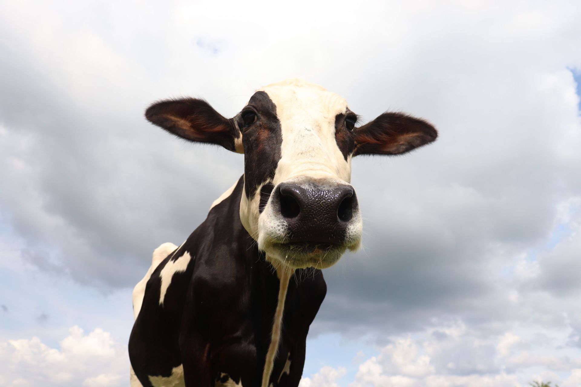'Honouring Kim Kardashian For Helping Animals': PETA India Names Rescued Cow 'Kim Kowdashian' - Sputnik International, 1920, 07.05.2021