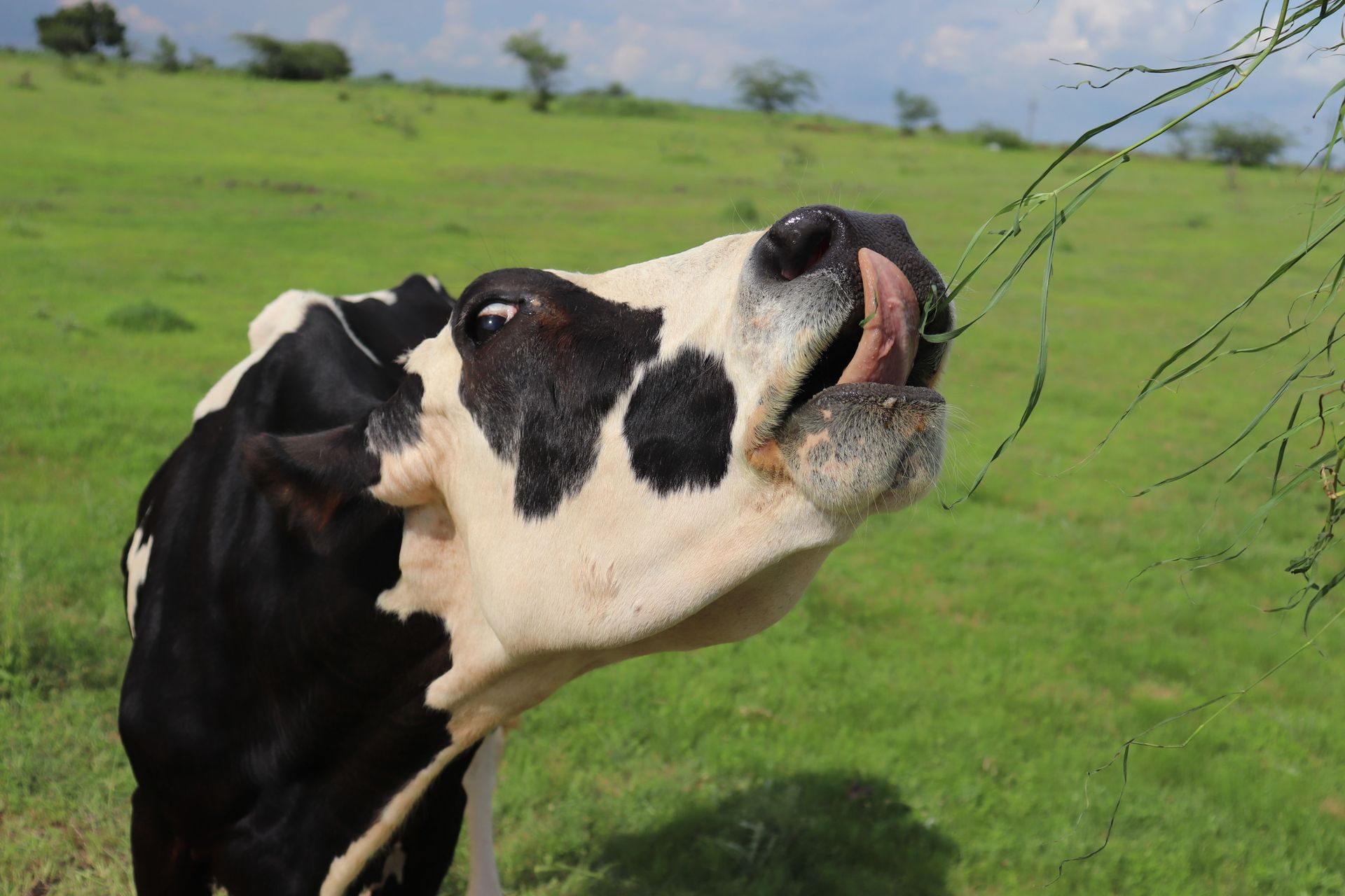 'Honouring Kim Kardashian For Helping Animals': PETA India Names Rescued Cow 'Kim Kowdashian' - Sputnik International, 1920, 07.05.2021