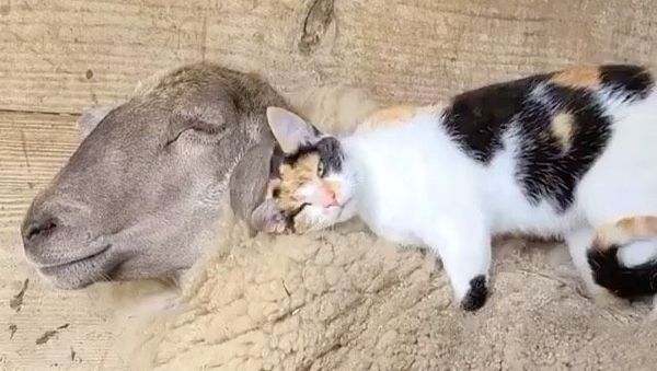 Sheep and cat - Sputnik International