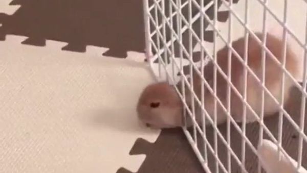 rabbit - Sputnik International
