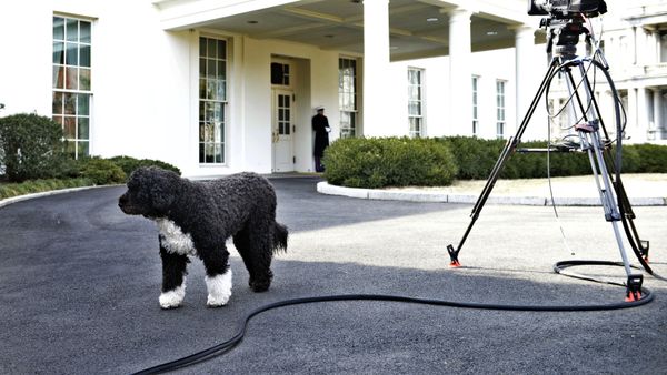 Bo, US President Barack Obama's dog, is seen outside the West Wing of the White House February 11, 2014 in Washington, DC.  - Sputnik International