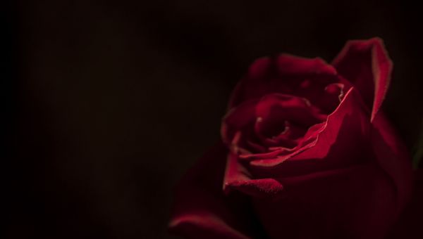 Rose death - Sputnik International