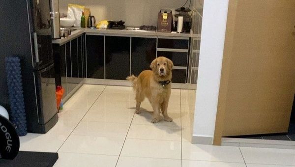 golden retriever - Sputnik International