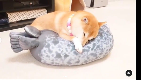 Shiba Inu - Sputnik International