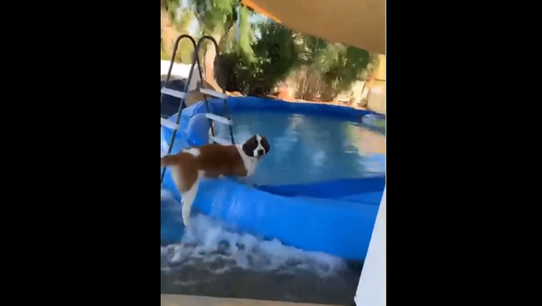 St. Bernard in trouble - Sputnik International