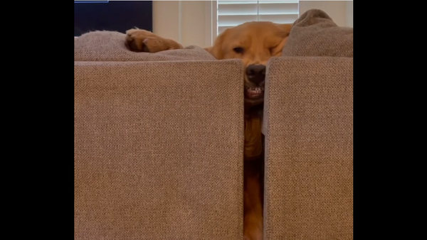 Golden Retriever - Sputnik International