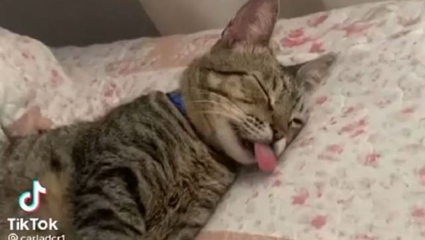 cat - Sputnik International