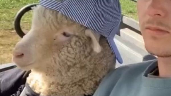 Sheep - Sputnik International