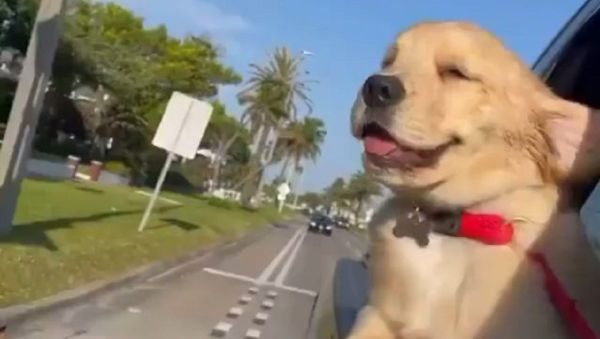 Life's a breeze when you're a golden retriever. - Sputnik International
