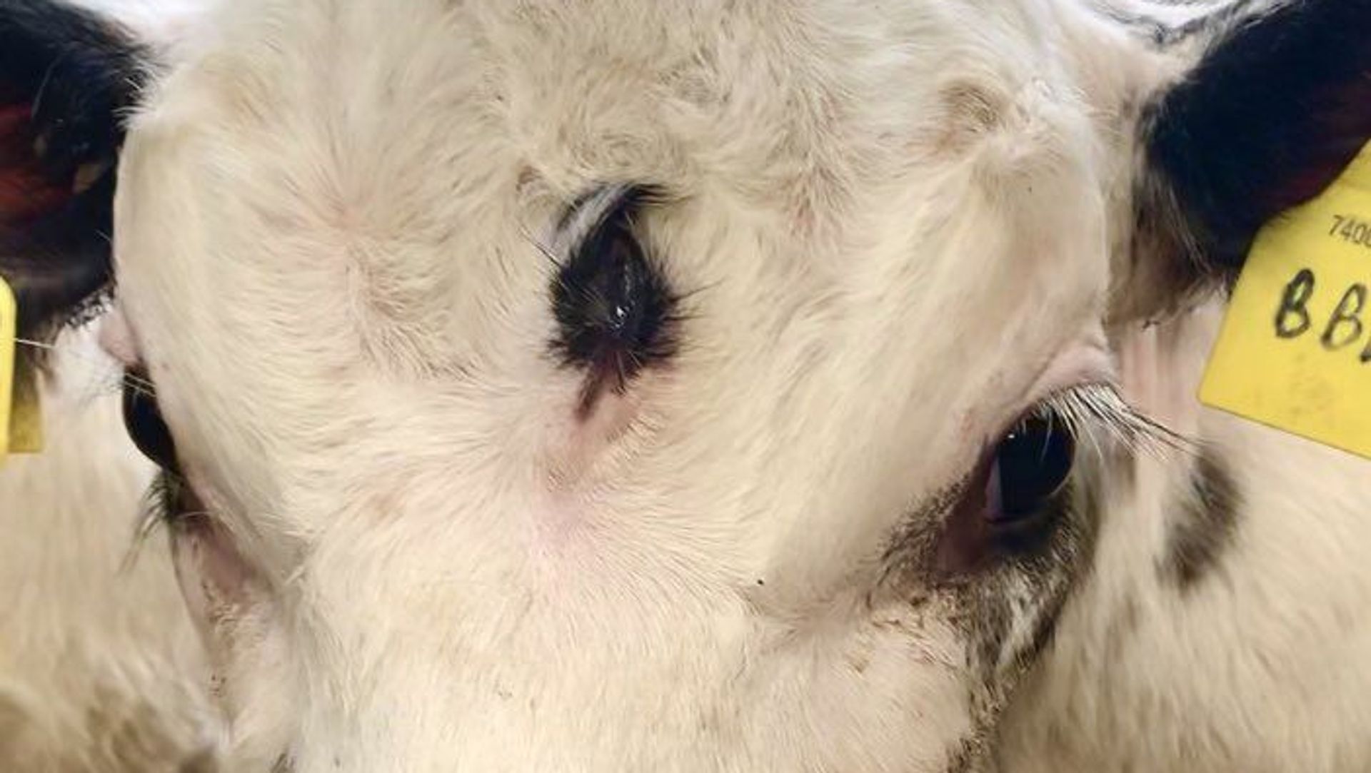 Three-eyed calf Three-eyed calf - Sputnik International, 1920, 12.05.2021