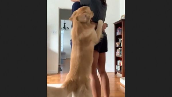 Golden Retriever. - Sputnik International
