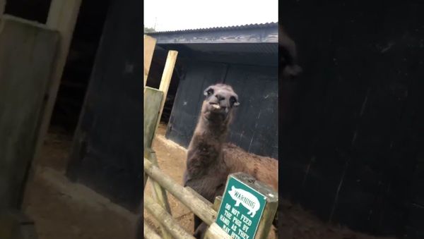 Alpaca with Attitude Spits || ViralHog - Sputnik International