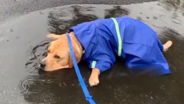 golden retriever - Sputnik International