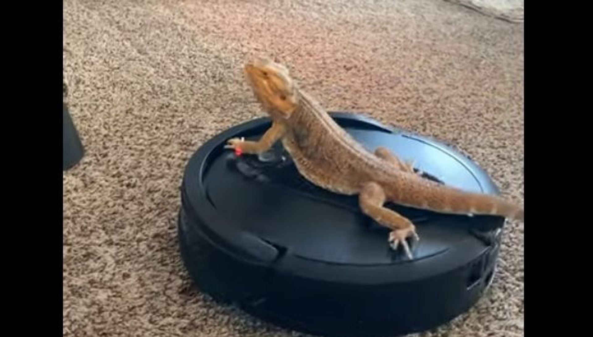 Bearded dragon Bearded dragon - Sputnik International, 1920, 15.05.2021