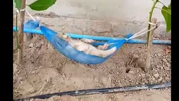 Sleepy Puppy - Sputnik International