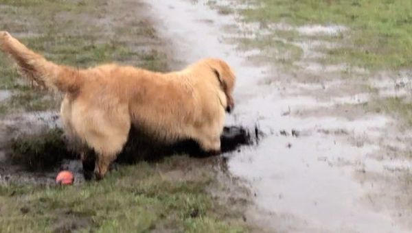 Golden retriever - Sputnik International