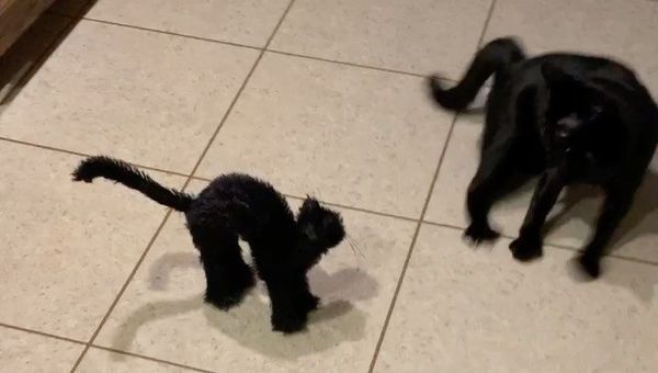 black cat - Sputnik International