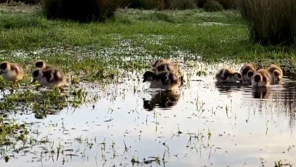Ducklings  - Sputnik International