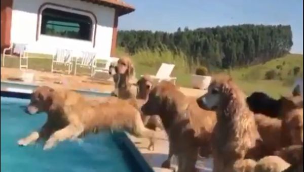 Golden retrievers  - Sputnik International