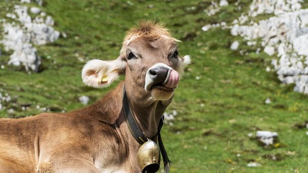 Cow - Sputnik International