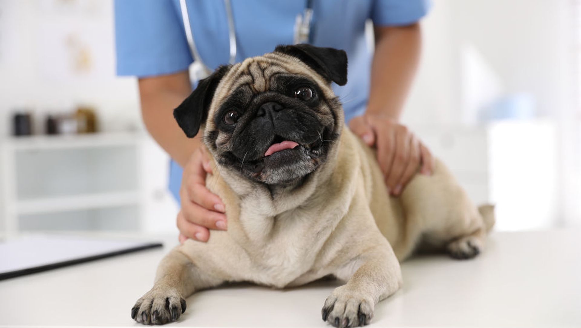 Russian Scientists Create Implants Designed to Help Pugs Breathe Russian Scientists Create Implants Designed to Help Pugs Breathe - Sputnik International, 1920, 17.05.2021