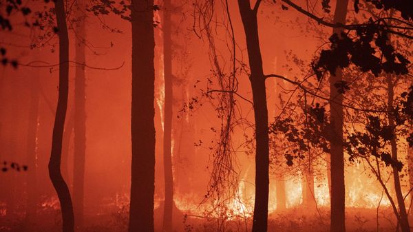 In this photo provided by New Jersey Department of Environmental Protection, a forest fire burns in Little Egg Harbor Township, N.J., on Sunday, May 16, 2021. (New Jersey Department of Environmental Protection via AP) - Sputnik International
