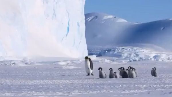 Penguins - Sputnik International