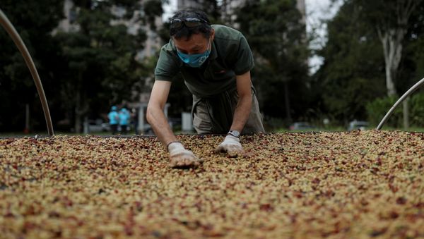 A man spreads coffee grains for drying at the Biological Institute plantation in Sao Paulo, Brazil May 8, 2021 - Sputnik International