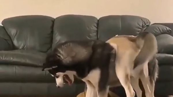 Crazy huskies  - Sputnik International