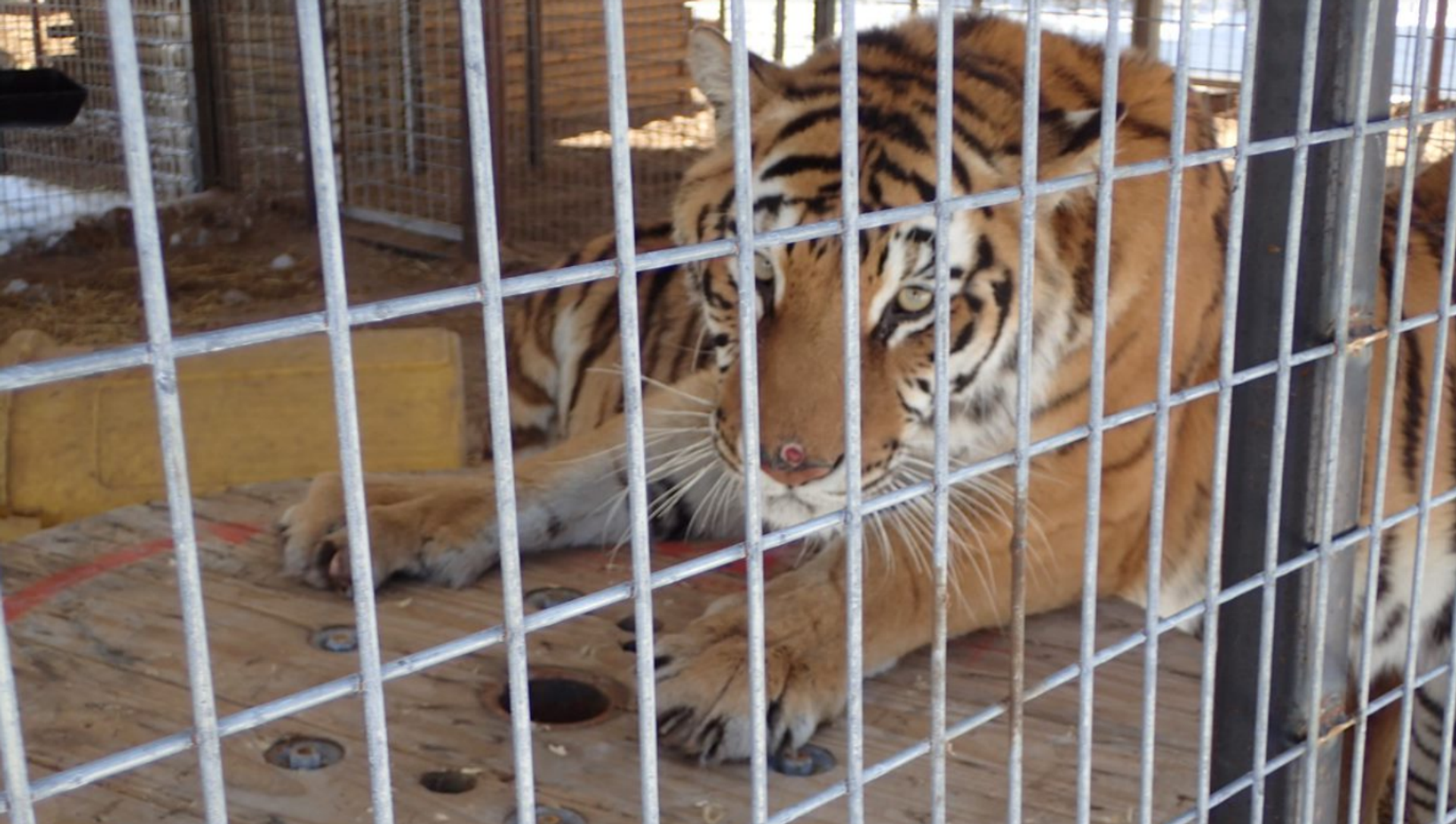 During the February 19, 2021 inspection, one tiger was observed with a circular wound on her nose. See photo below. Such skin lesions can be caused by trauma, infection, parasites, or other medical issues. Another tiger had hair loss on the top and inside of both front legs just below the elbow and small red lesions on several toes of both back feet. No veterinary records were provided for either animal. During the February 19, 2021 inspection, one tiger was observed with a circular wound on her nose. See photo below. Such skin lesions can be caused by trauma, infection, parasites, or other medical issues. Another tiger had hair loss on the top and inside of both front legs just below the elbow and small red lesions on several toes of both back feet. No veterinary records were provided for either animal. - Sputnik International, 1920, 21.05.2021