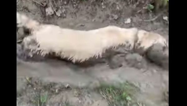 dog in mud - Sputnik International
