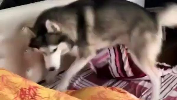 Husky - Sputnik International
