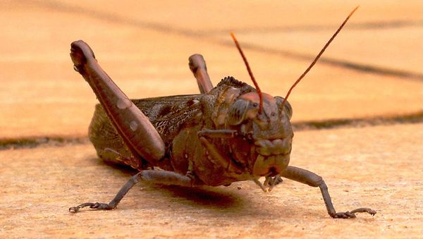 Locusts - Sputnik International