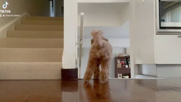 Dog is a bloody prankster  - Sputnik International