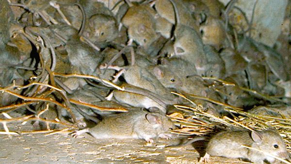 Mouse plague. - Sputnik International