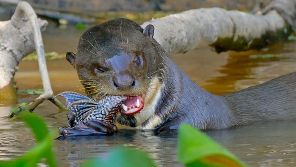 Giant Otter - Sputnik International