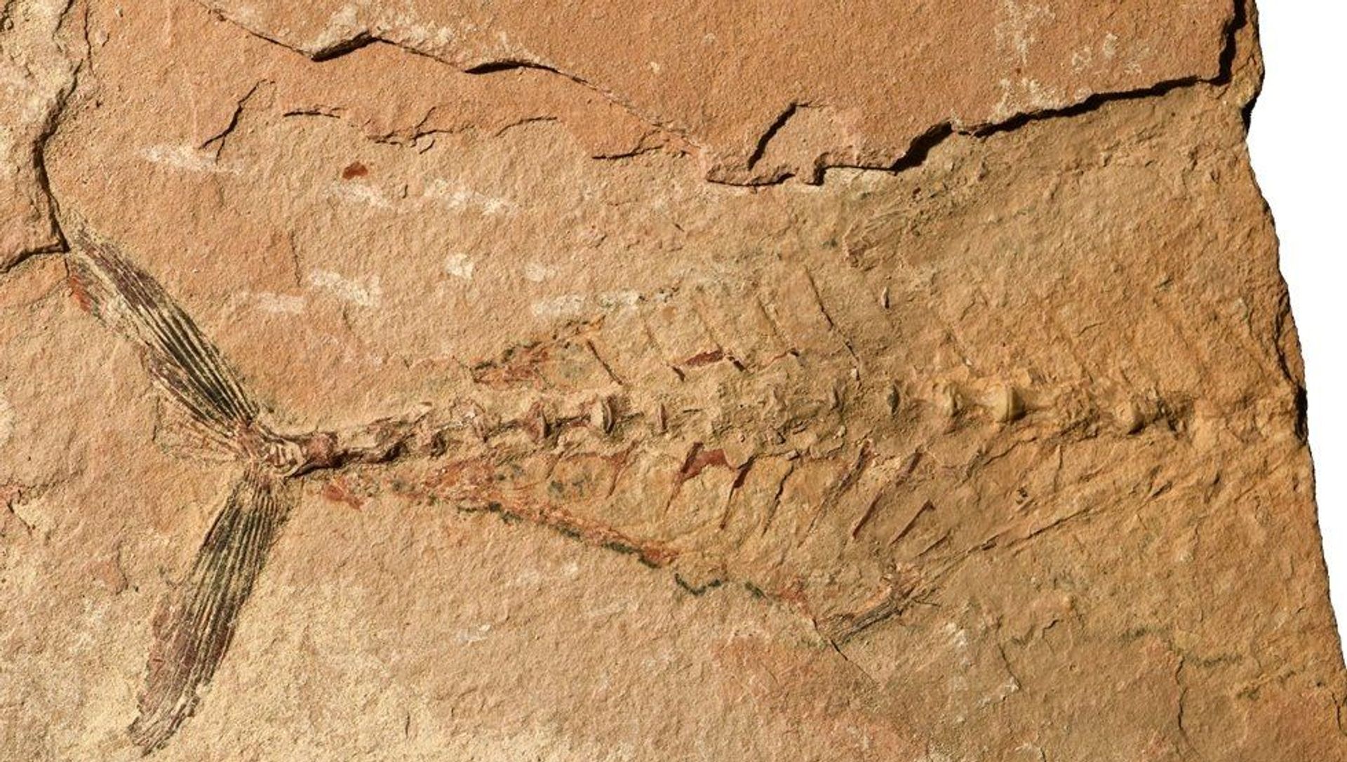56 million-year-old fish fossils found in the Eastern Desert known as Ras Gharib A 56 million-year-old fish fossils found in the Eastern Desert known as Ras Gharib A - Sputnik International, 1920, 26.05.2021
