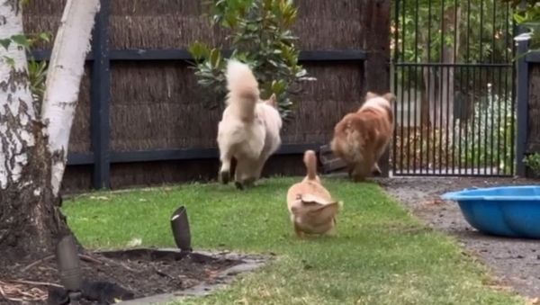 Duck Desperately Wants to Team Up With Dogs - Sputnik International