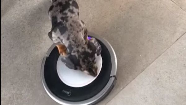 VC Doggo - Sputnik International