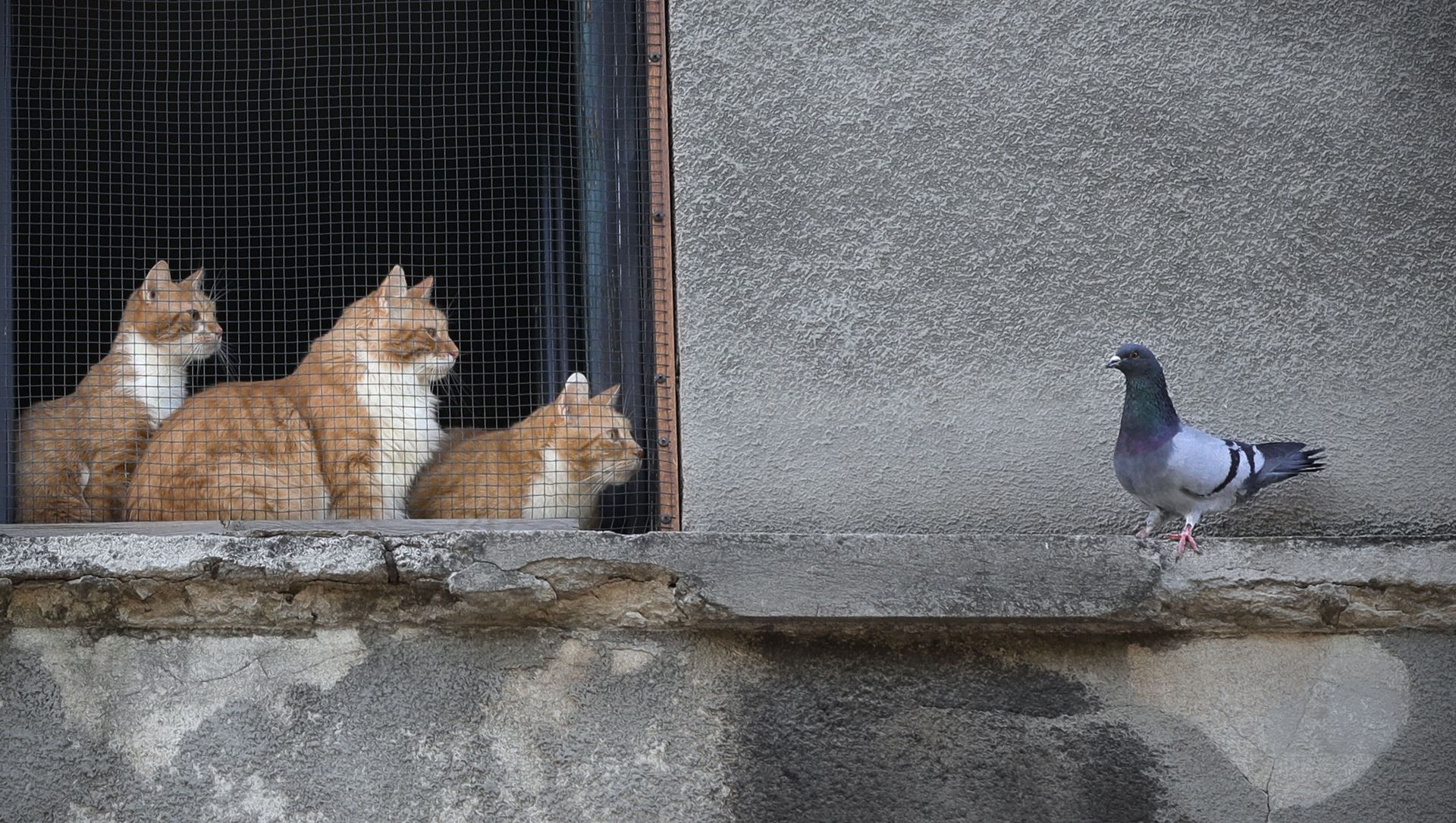 Cats stare at a pigeon from inside a window in Bucharest, Romania, Thursday, April 23, 2020. (AP Photo/Vadim Ghirda) Cats stare at a pigeon from inside a window in Bucharest, Romania, Thursday, April 23, 2020. (AP Photo/Vadim Ghirda) - Sputnik International, 1920, 29.05.2021