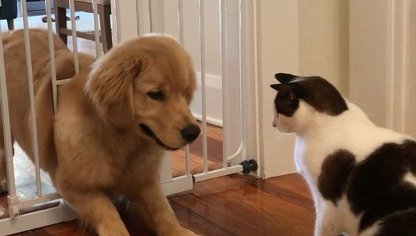 cat and dog - Sputnik International